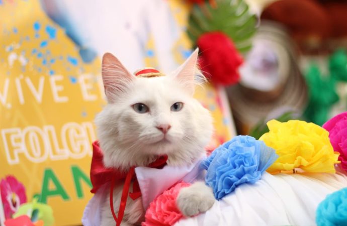 Las mascotas vivirán su Tercer Desfile Sampedrino